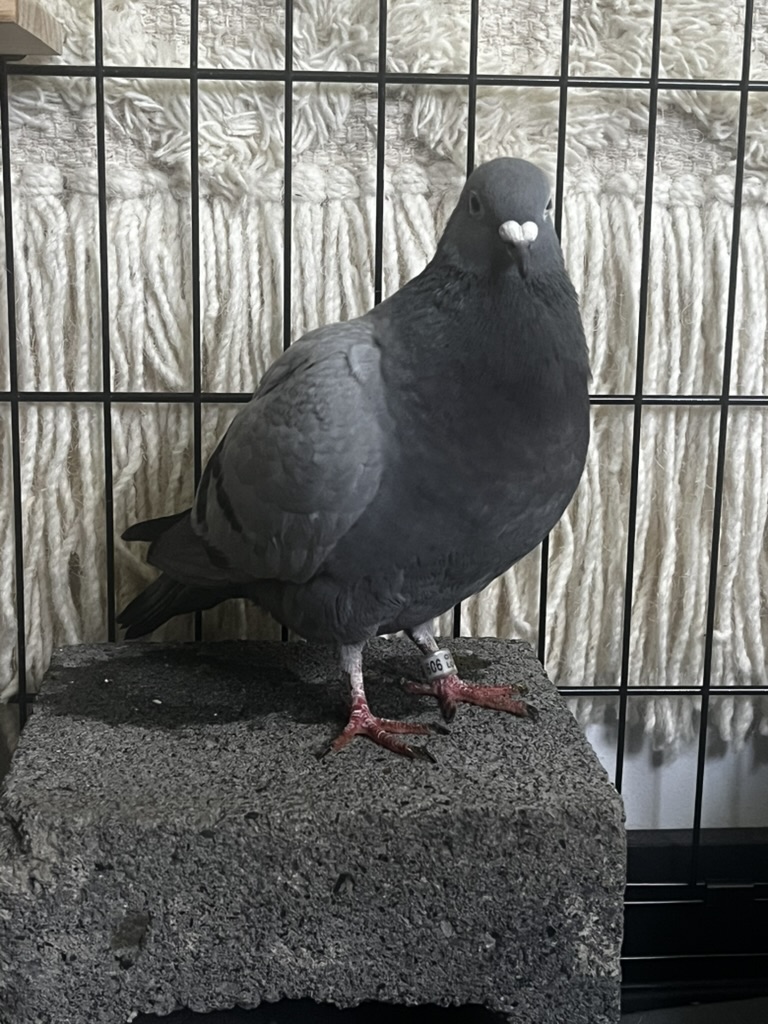 Rescue pigeon