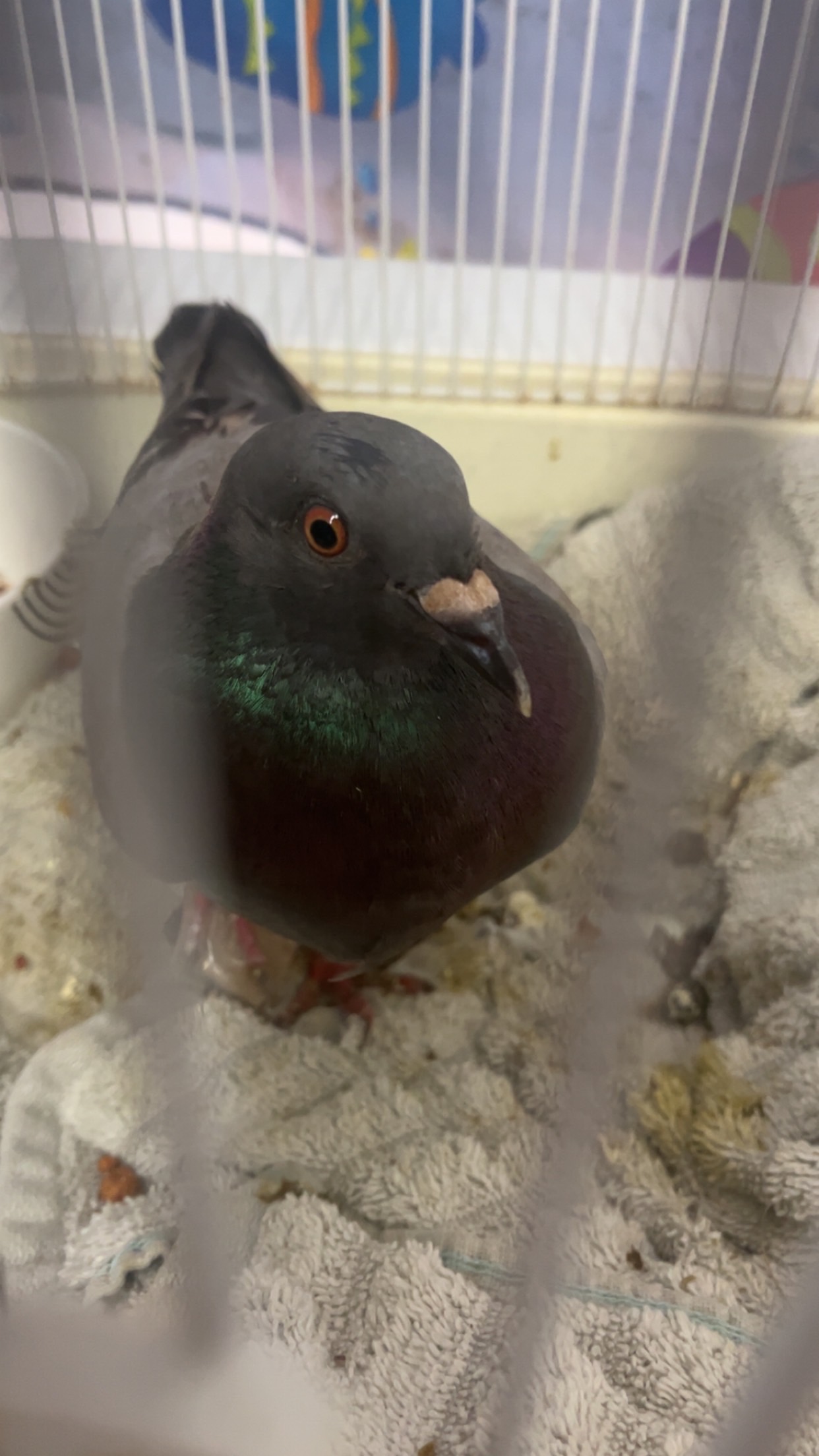 Rescue pigeon