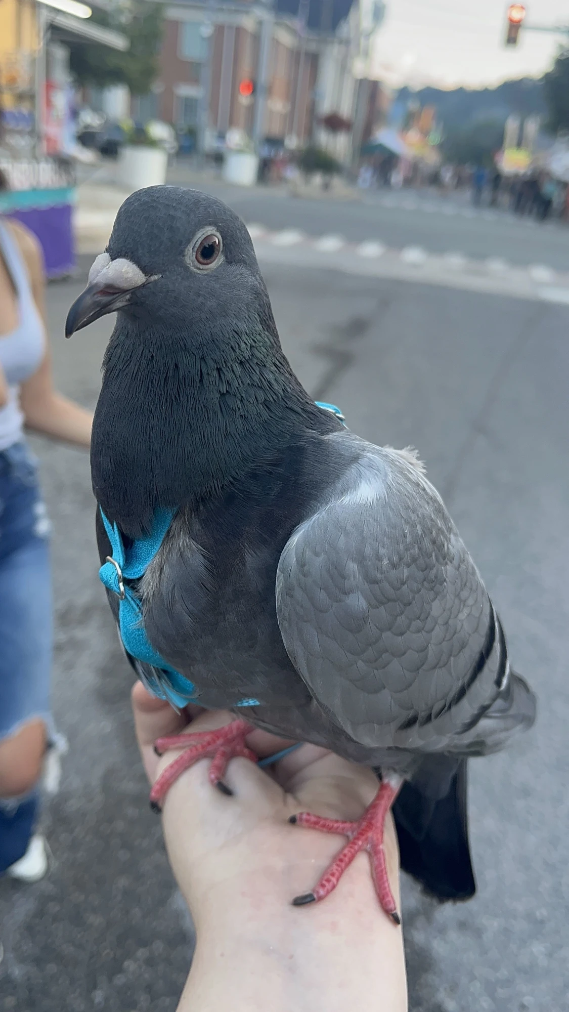 A pigeon in a blue harness perched on Marilynn's hand