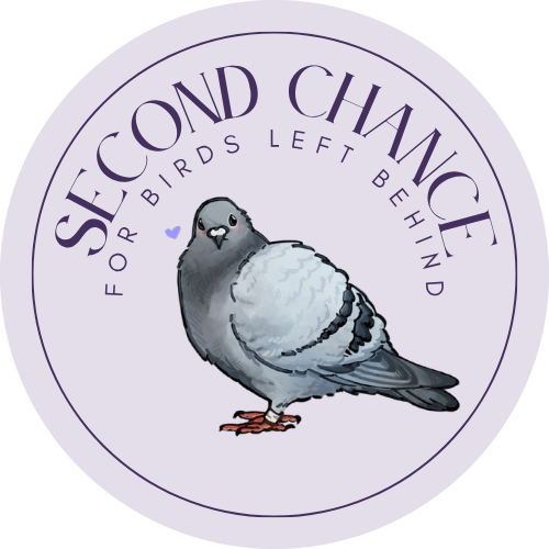 Second Chance Pigeon Rescue logo