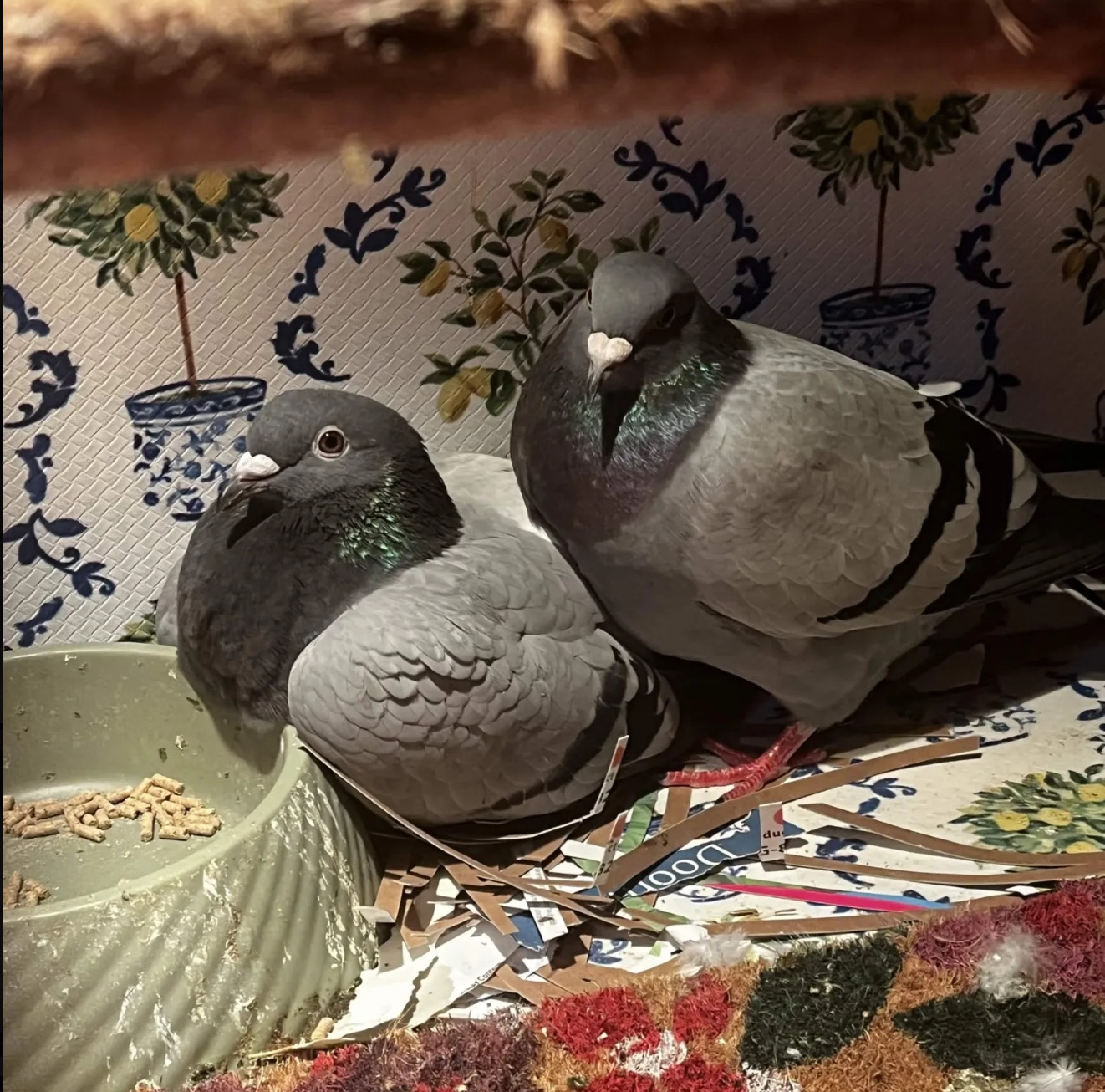 Two pigeons in enclosure